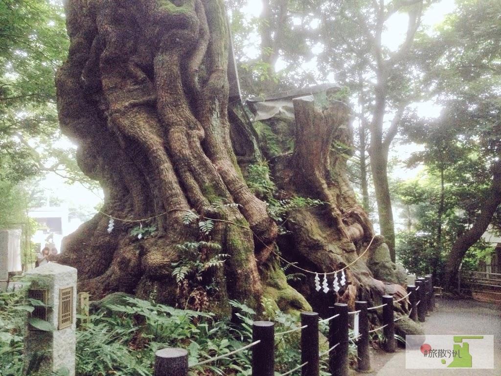 神社 来宮 来宮神社のお守り6選！種類一覧・値段・効果・ご利益など総まとめ！