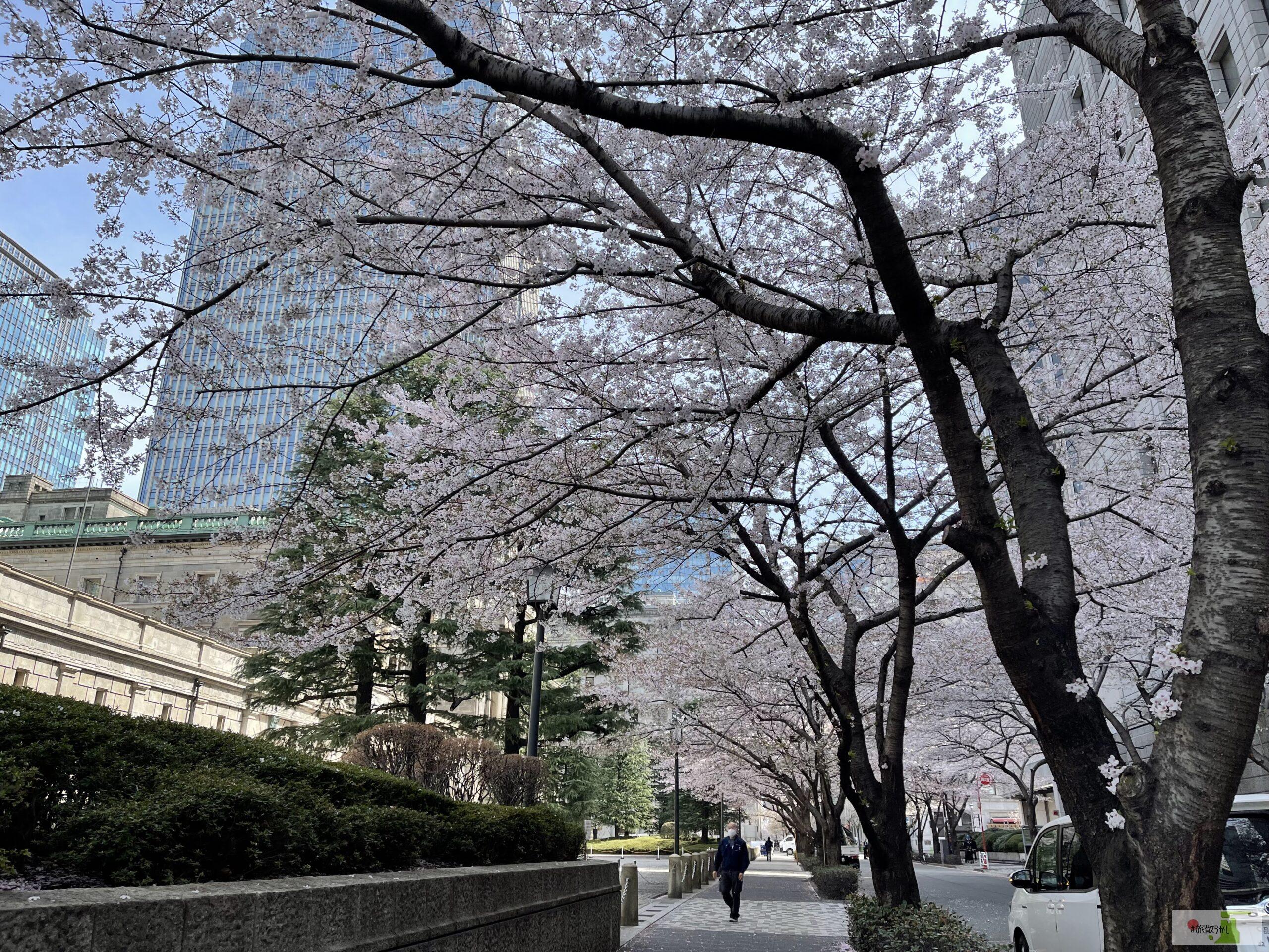 日本橋の桜 けだまさんとお花見デートレポート 日本橋 本三 日本橋の桜 けだまさんとお花見デートレポート 日本橋 本三