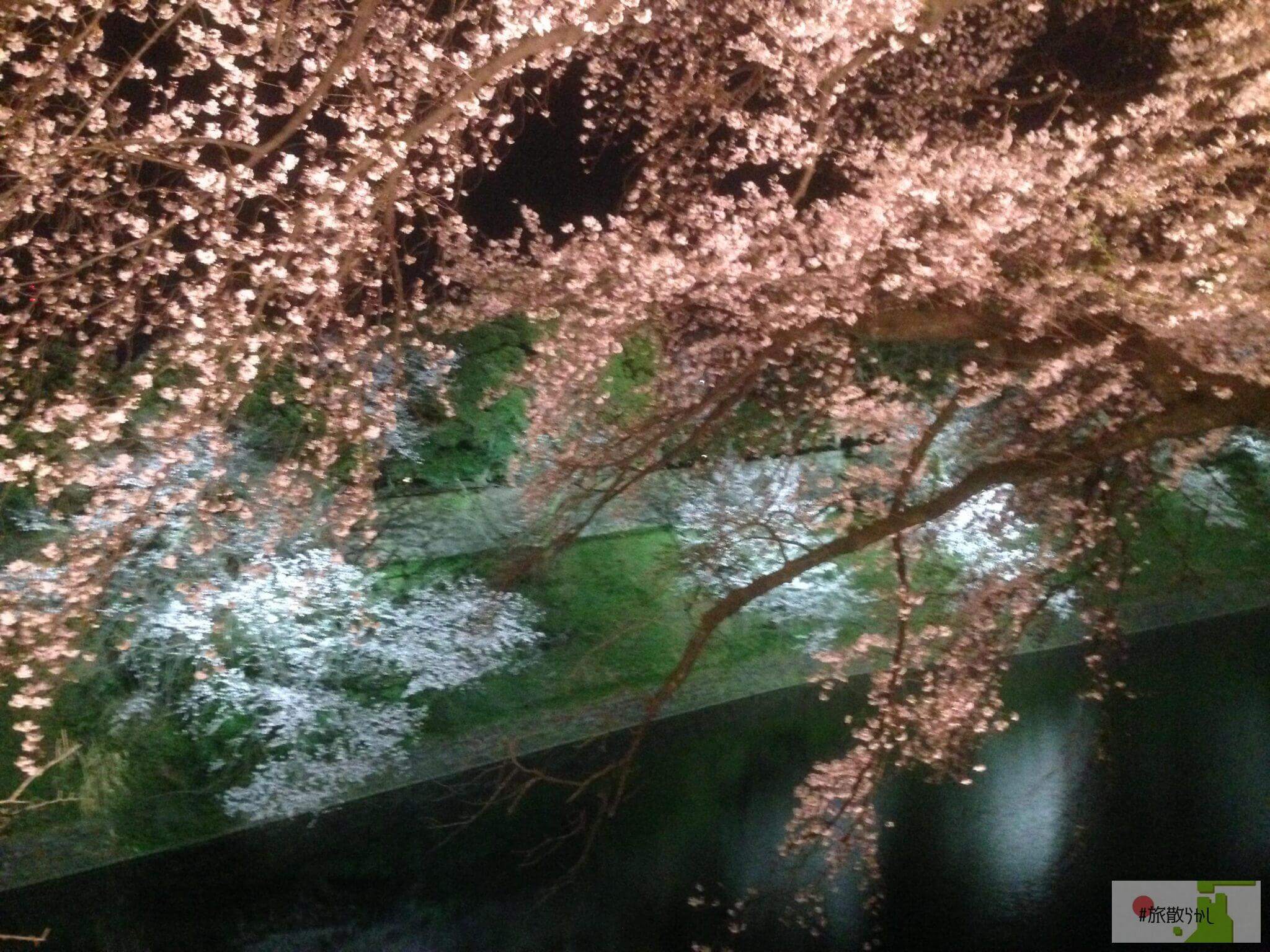 千鳥ヶ淵緑道の夜桜ライトアップ！御堀の水面に咲く幻想的な染井吉野の